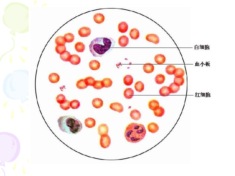 《物質(zhì)運輸?shù)钠鞴佟稰PT課件.ppt_第1頁