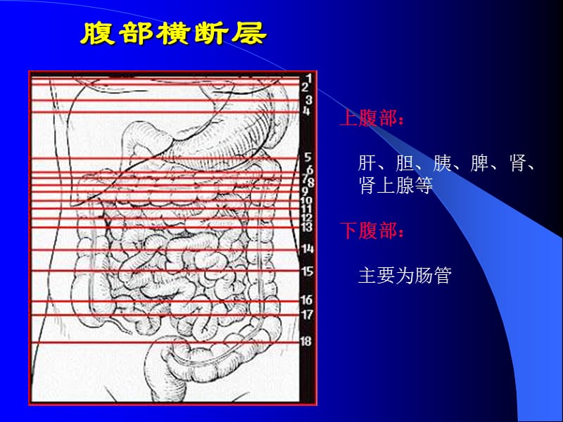 《腹部横断层》PPT课件.ppt_第1页