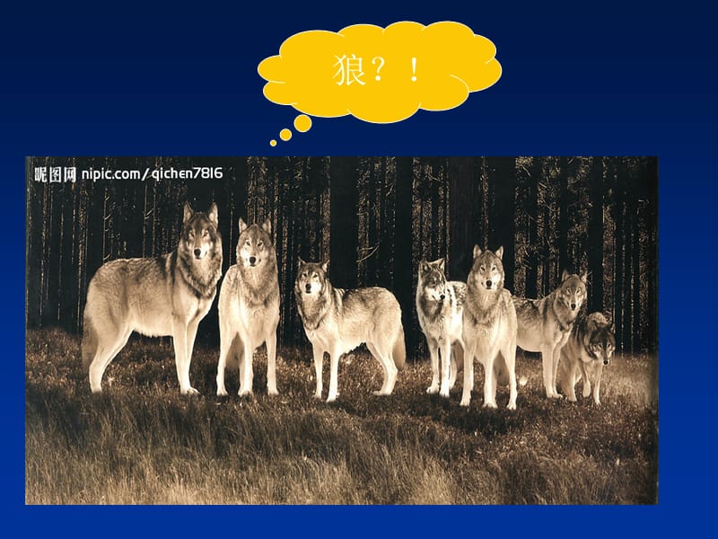 对“七匹狼”品牌的分析.ppt_第1页