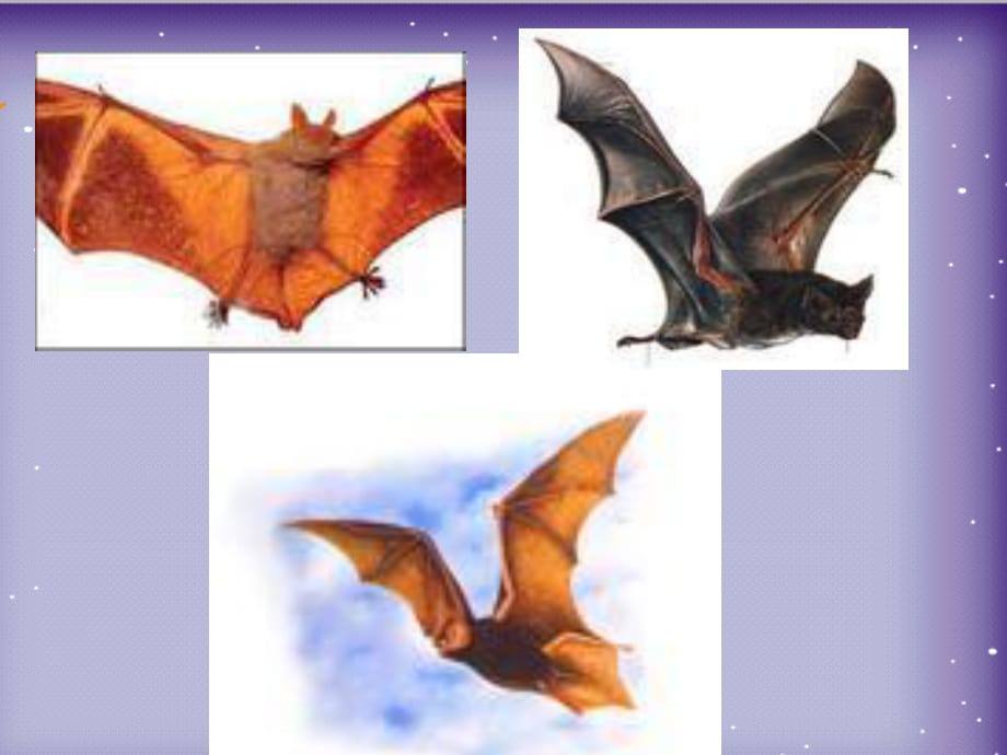 小学语文四年级下册课件：11蝙蝠和雷达t(人教版).ppt_第1页