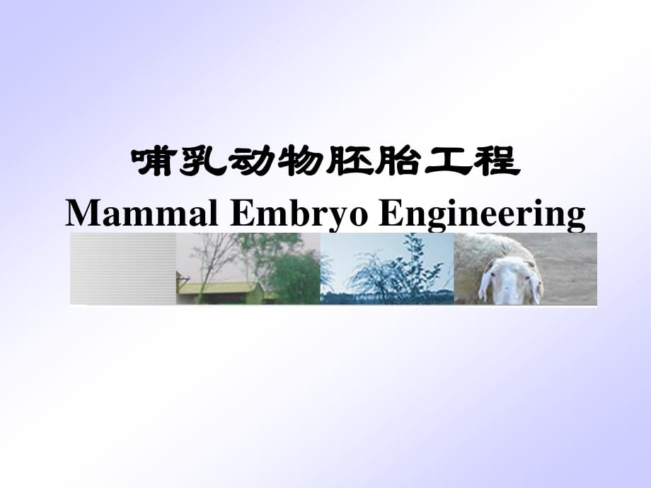 哺乳动物胚胎与配子生物工程技术.ppt_第1页