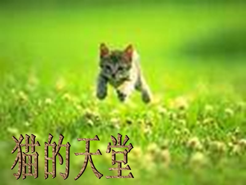 北师大版语文八上《猫的天堂》ppt课件.ppt_第1页