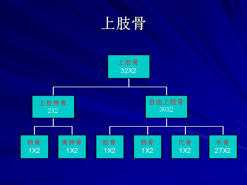 康復(fù)解剖學(xué)知識(shí)2上肢a.ppt_第1頁(yè)