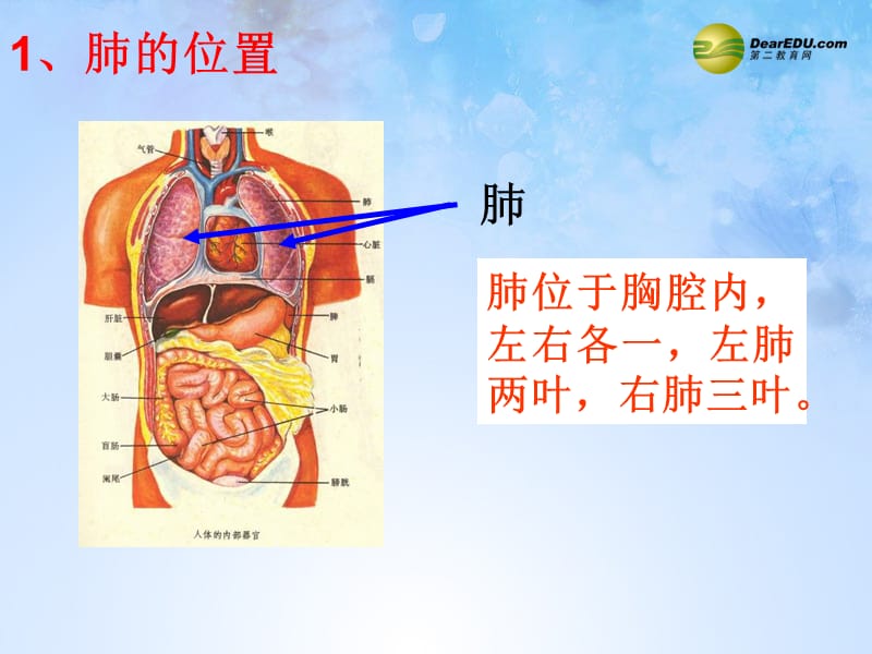 生物下册发生在肺内的气体交换课件1新人教版.ppt_第1页