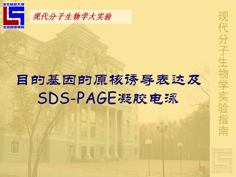 目的基因的原核诱导表达及SDS-PAGE凝胶电泳.ppt_第1页