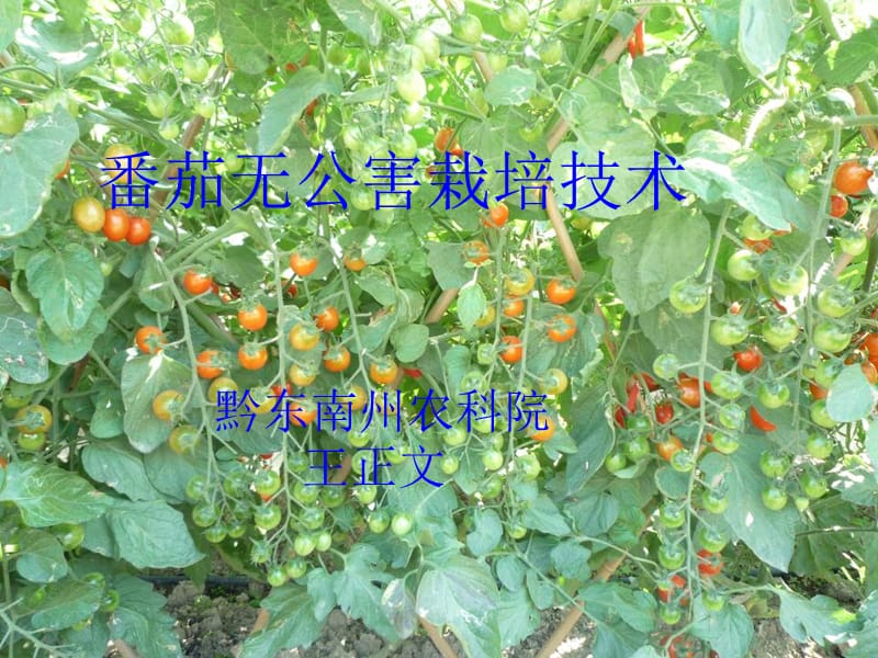番茄无公害栽培技术.ppt_第1页