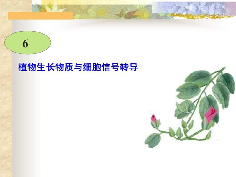 植物生理学-6(植物生长物质与细胞信号转导).ppt_第1页