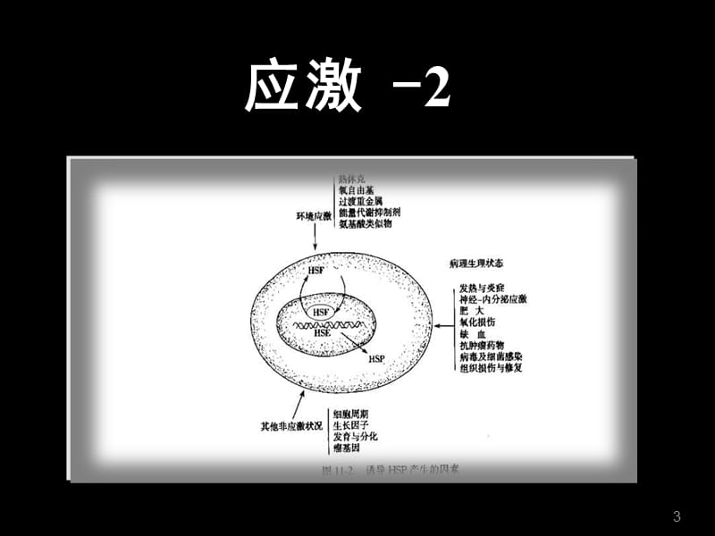 生理学及病理生理学.ppt_第3页