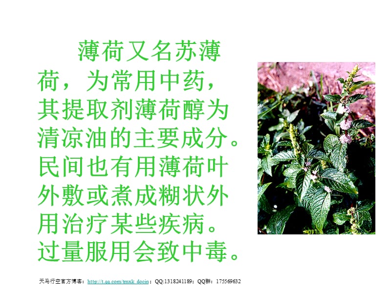 薄荷茶ppt(沪教版).ppt_第1页