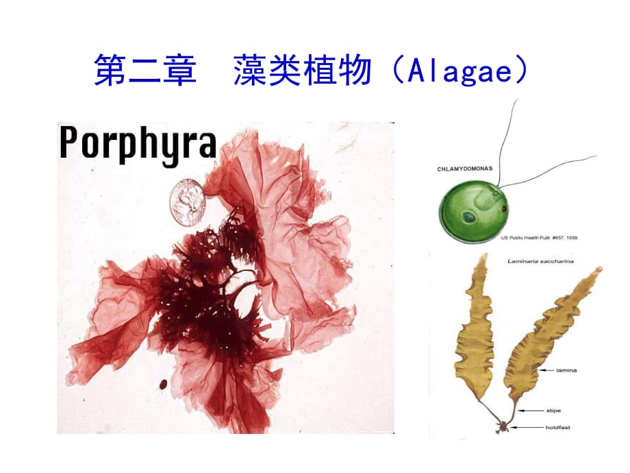 觀賞動植物學(xué)-藻類植物.ppt_第1頁