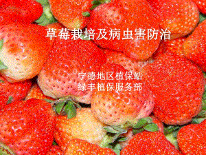 草莓栽培及病虫害防治.ppt