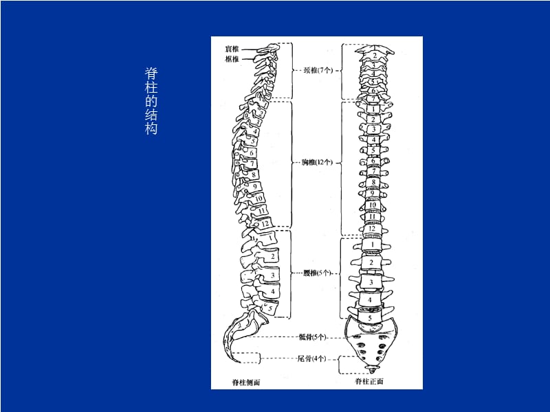 脊髓毁伤的康复评定课件.ppt_第3页