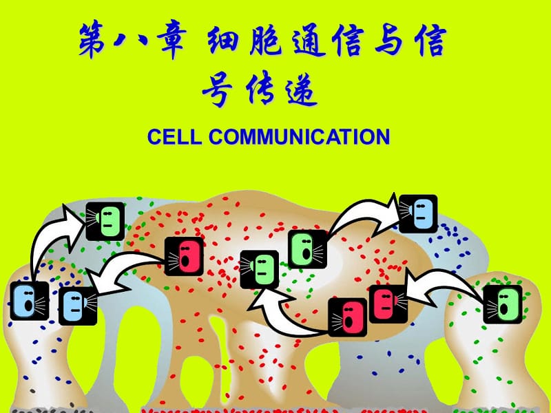 细胞通讯与信号传递.ppt_第1页