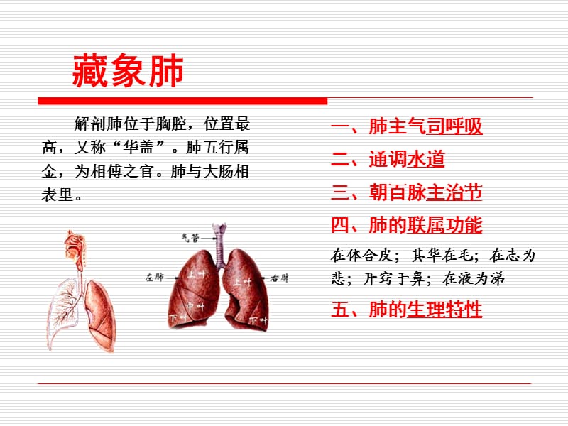 藏象肺广东中医药大学中医学.ppt_第1页