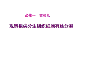 觀察根尖分生組織細胞有絲分裂.ppt