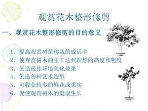 觀(guān)賞植物整形修剪技術(shù).ppt