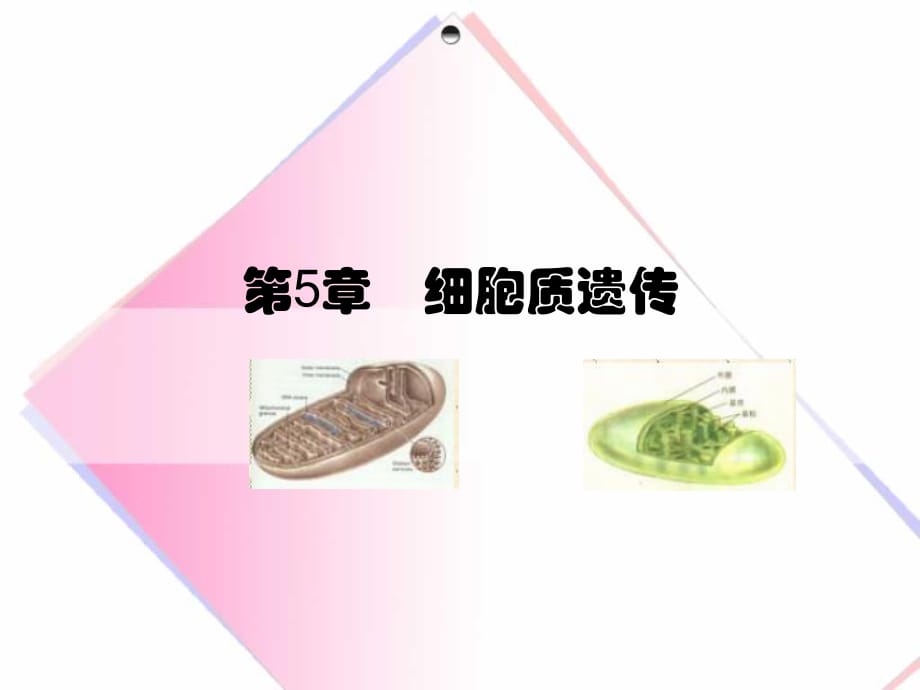 《细胞质遗传》PPT课件.ppt_第1页