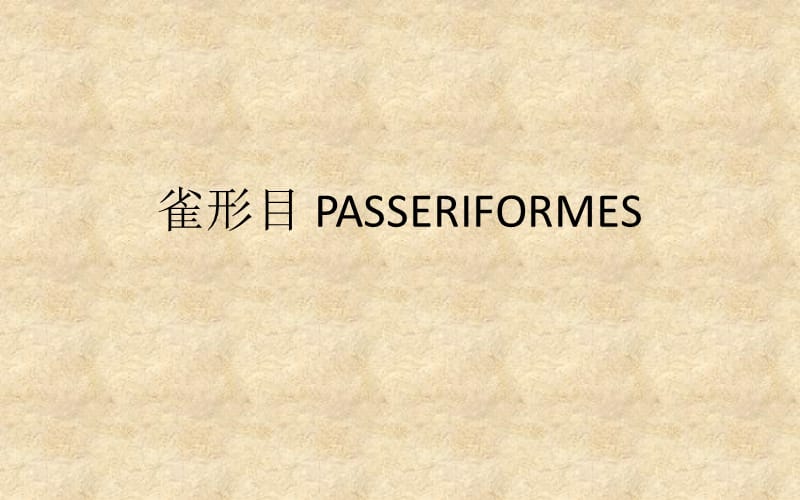 鸟类学课件雀形目PASSERIES.ppt_第1页