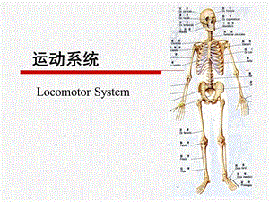 人體解剖學(xué) 運(yùn)動(dòng)系統(tǒng)ppt課件.ppt