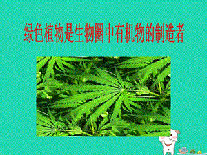 七年級生物上冊3.4《綠色植物是生物圈中有機物的制造者》課件（打包4套）（新版）新人教版.zip