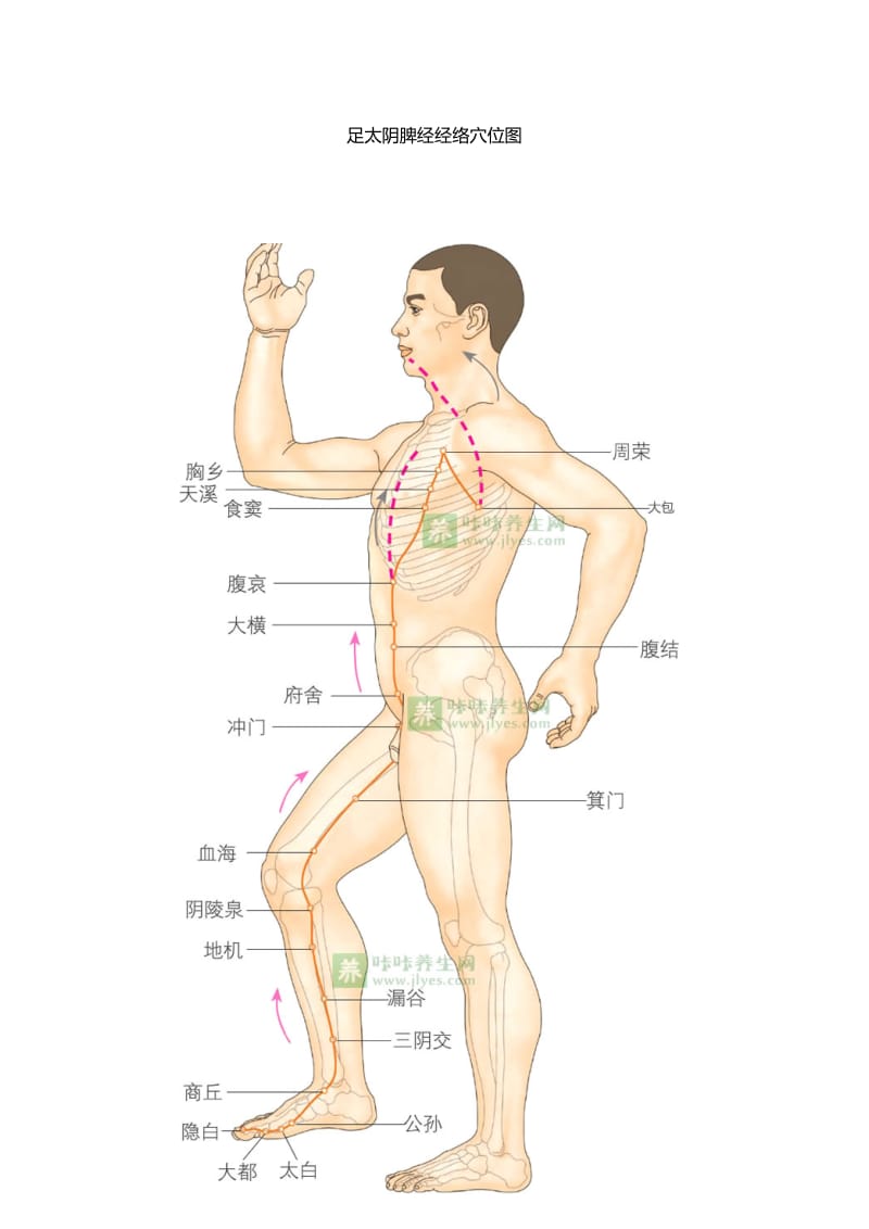 脾经的位置图.doc_第1页