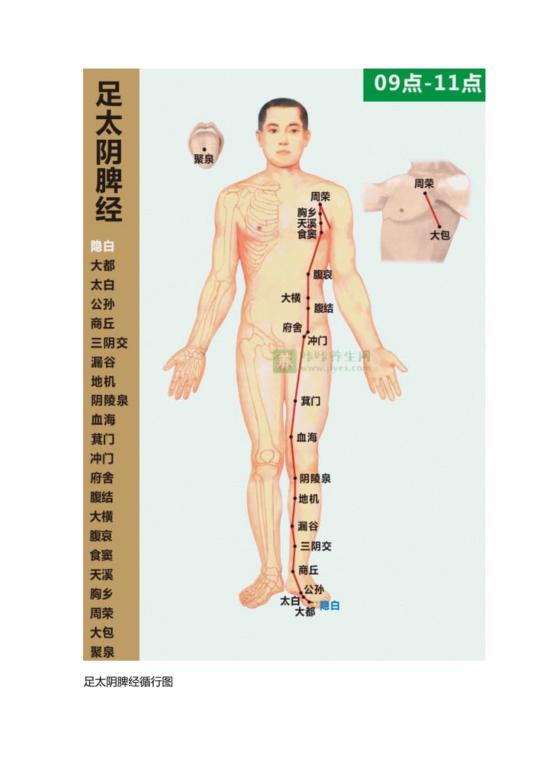 脾经的位置图.doc_第3页