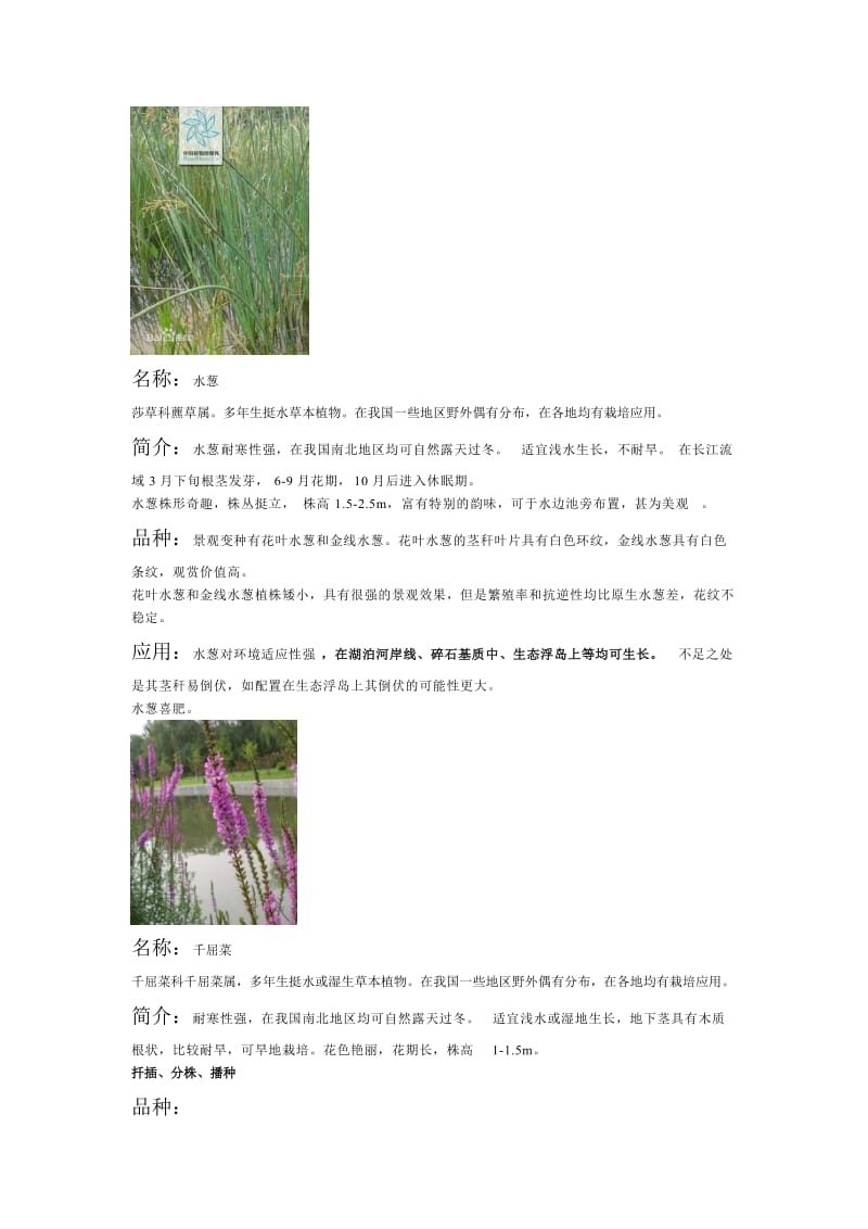 常用水生植物种类.doc_第3页