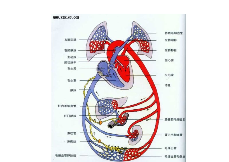 人体血液循环系统示意图.doc_第3页