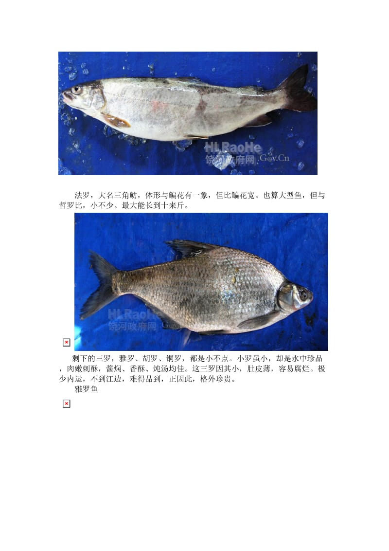 黑龙江鱼(三花五罗十八子七十二杂鱼).doc_第3页