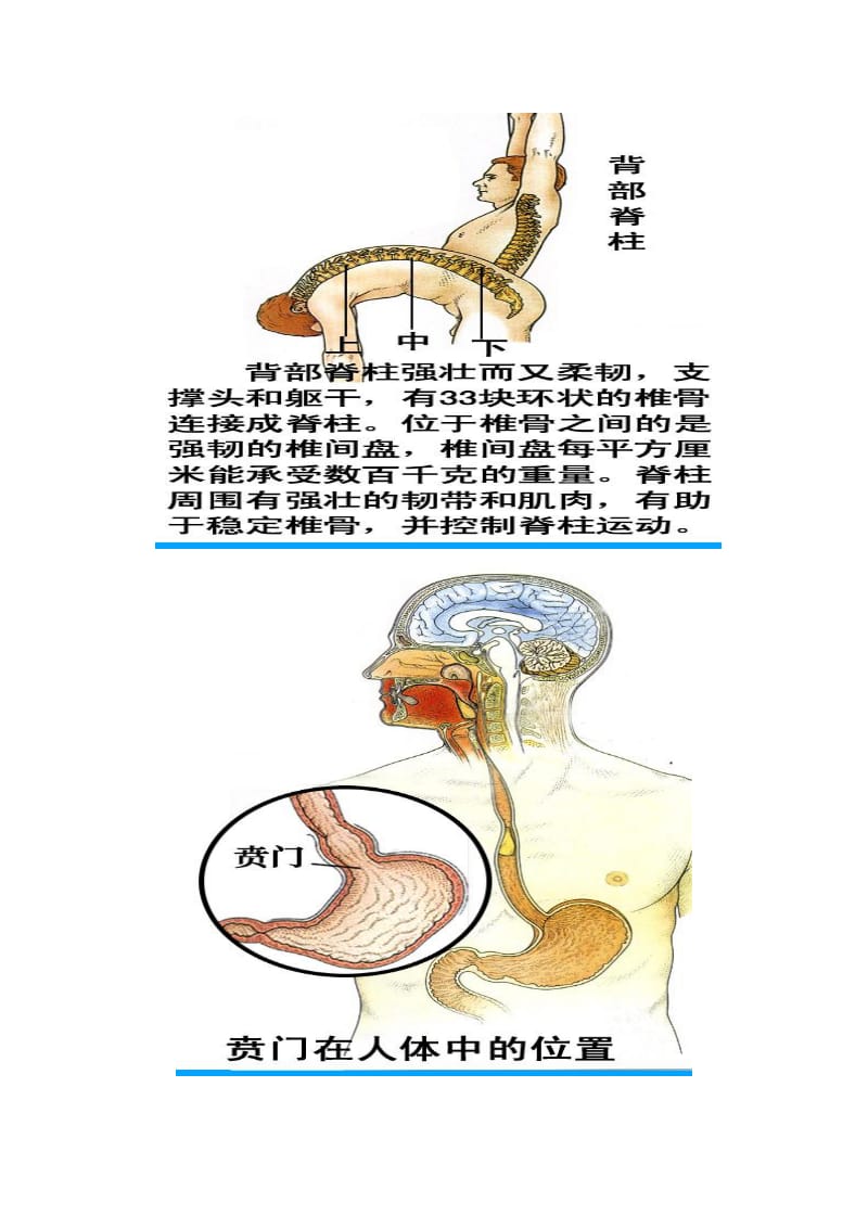 人体器官详解及病理分析.doc_第2页