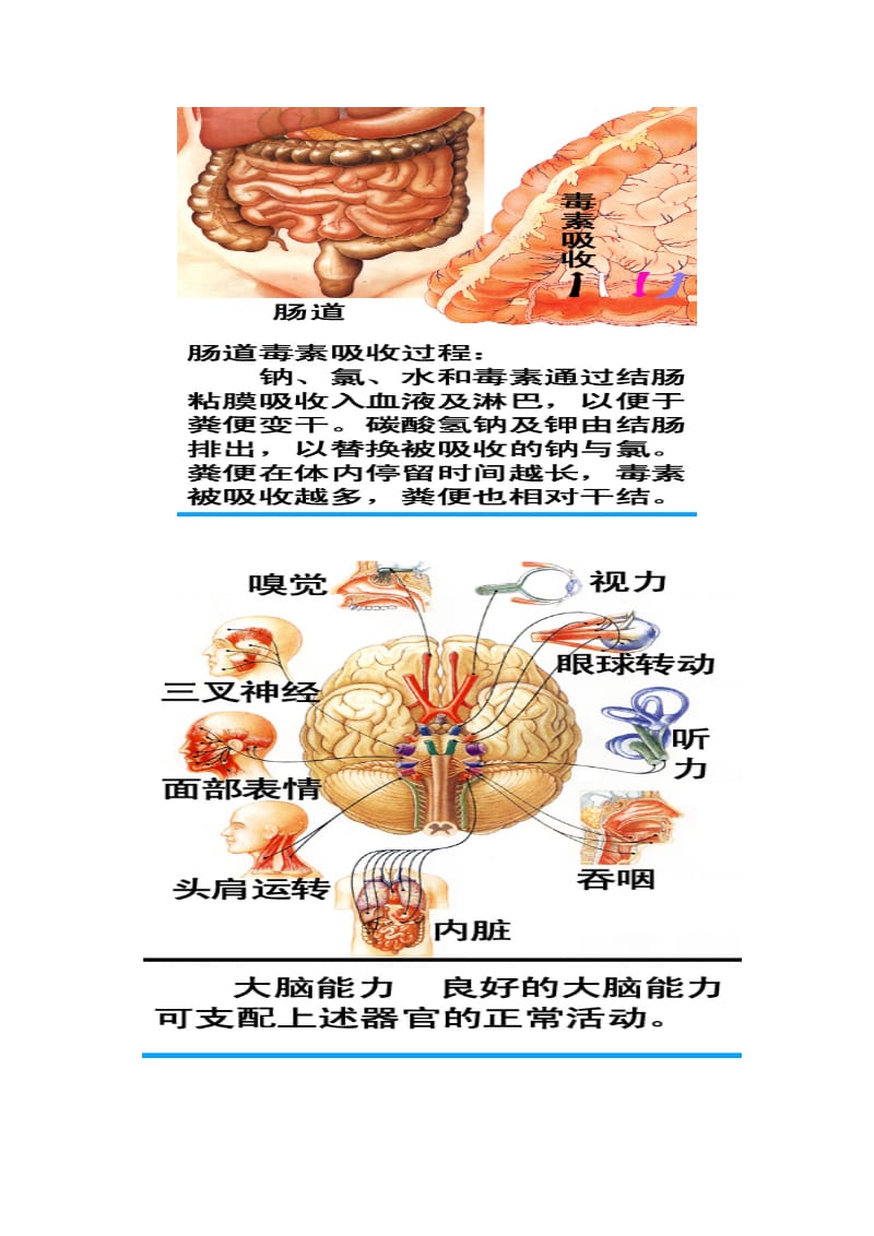 人体器官详解及病理分析.doc_第3页