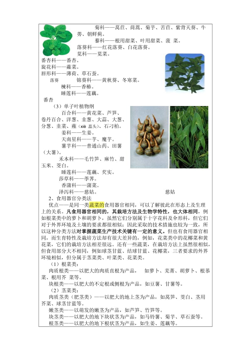 蔬菜的种类和分类.doc_第3页