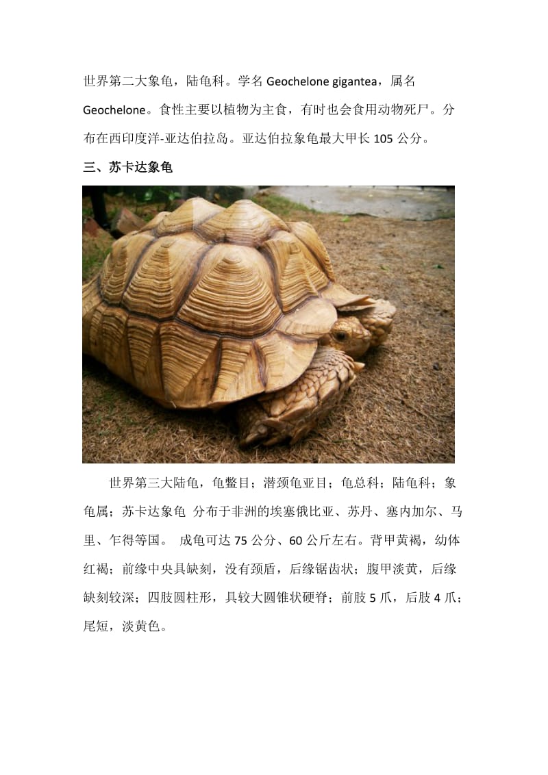 八个品种陆龟(成年大图).doc_第3页