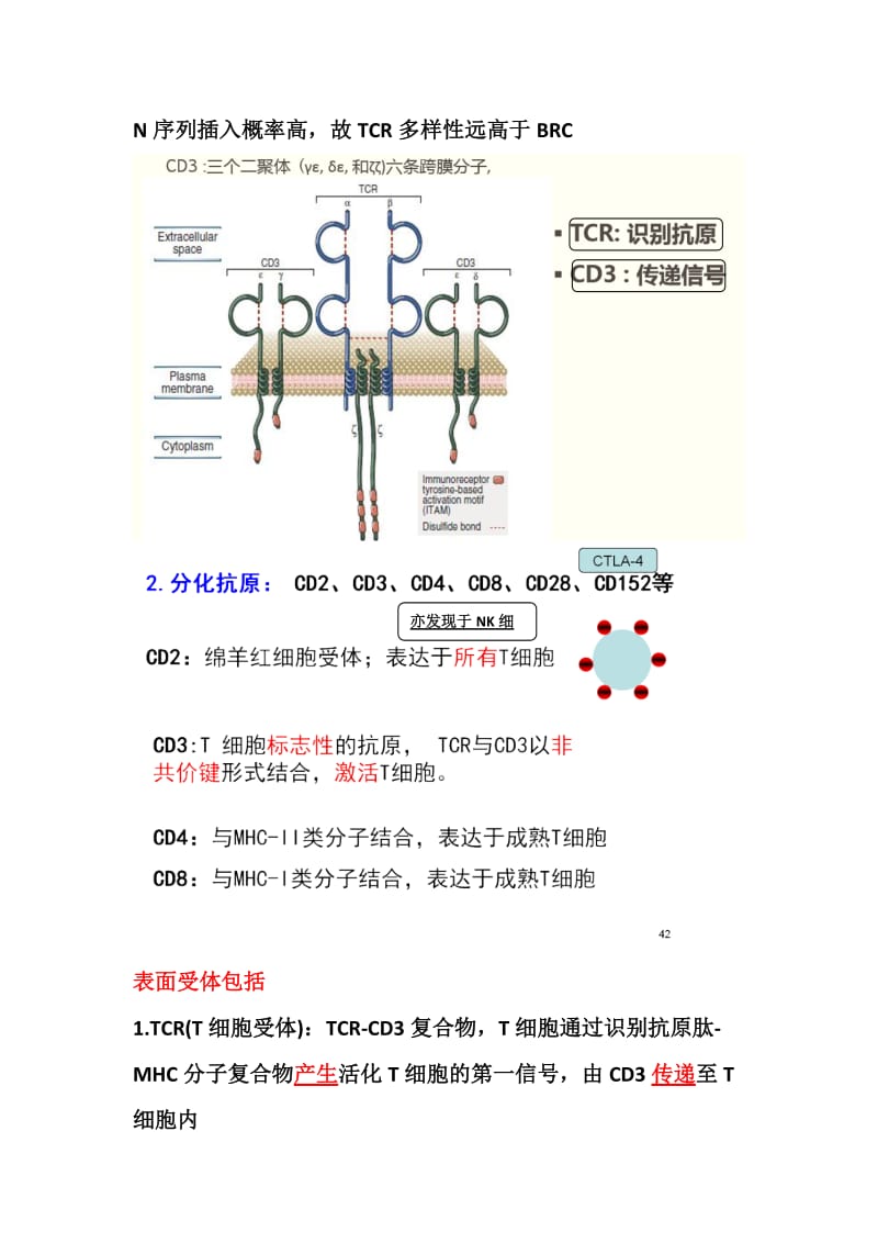 T细胞和B细胞.doc_第3页