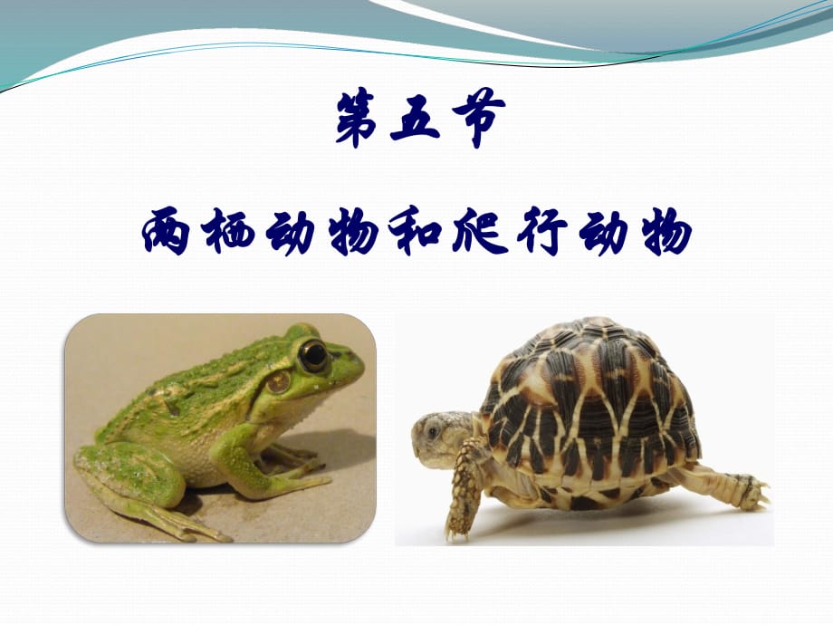 两栖动物和爬行动物课件.ppt_第1页