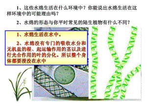 藻類(lèi)植物、蕨類(lèi)植物、苔蘚植物的區(qū)別包括種子植物課件.ppt