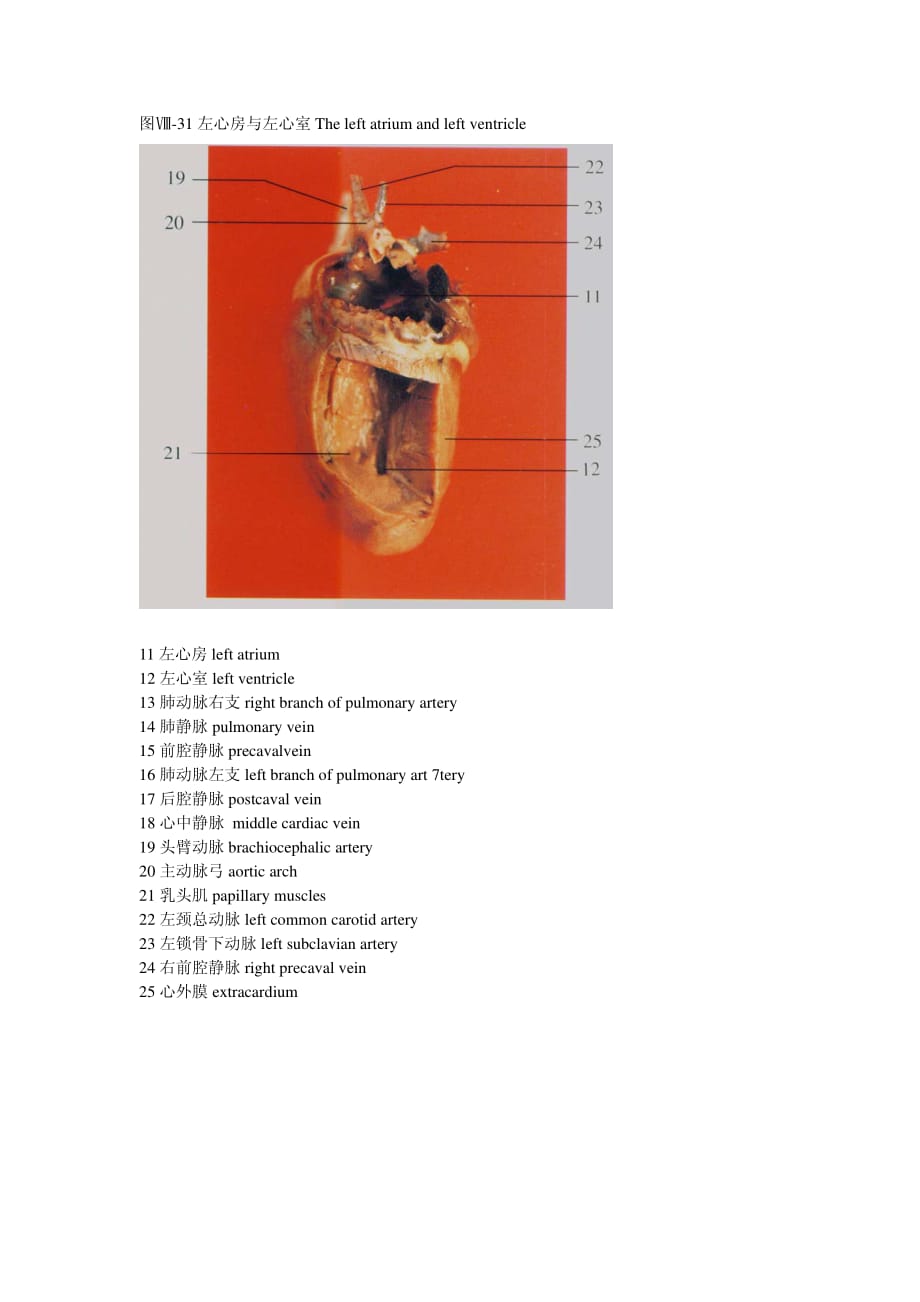 大鼠解剖圖.pdf_第1頁(yè)