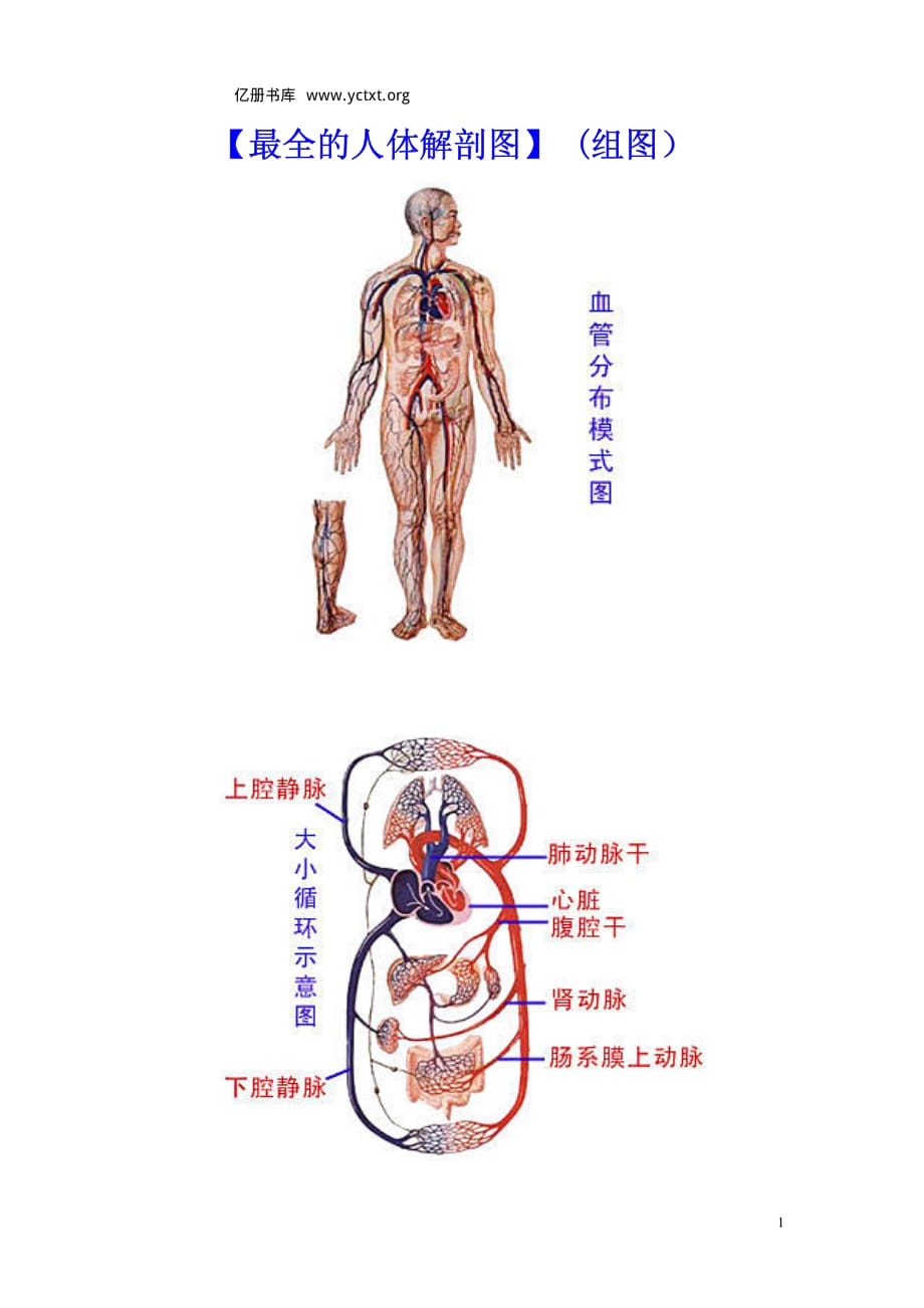 的人體解剖圖.pdf_第1頁(yè)