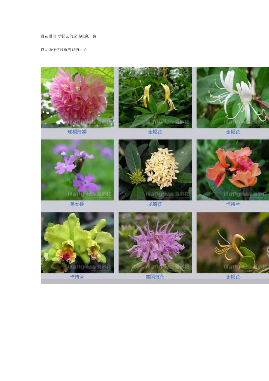 植物花卉图谱.doc_第1页