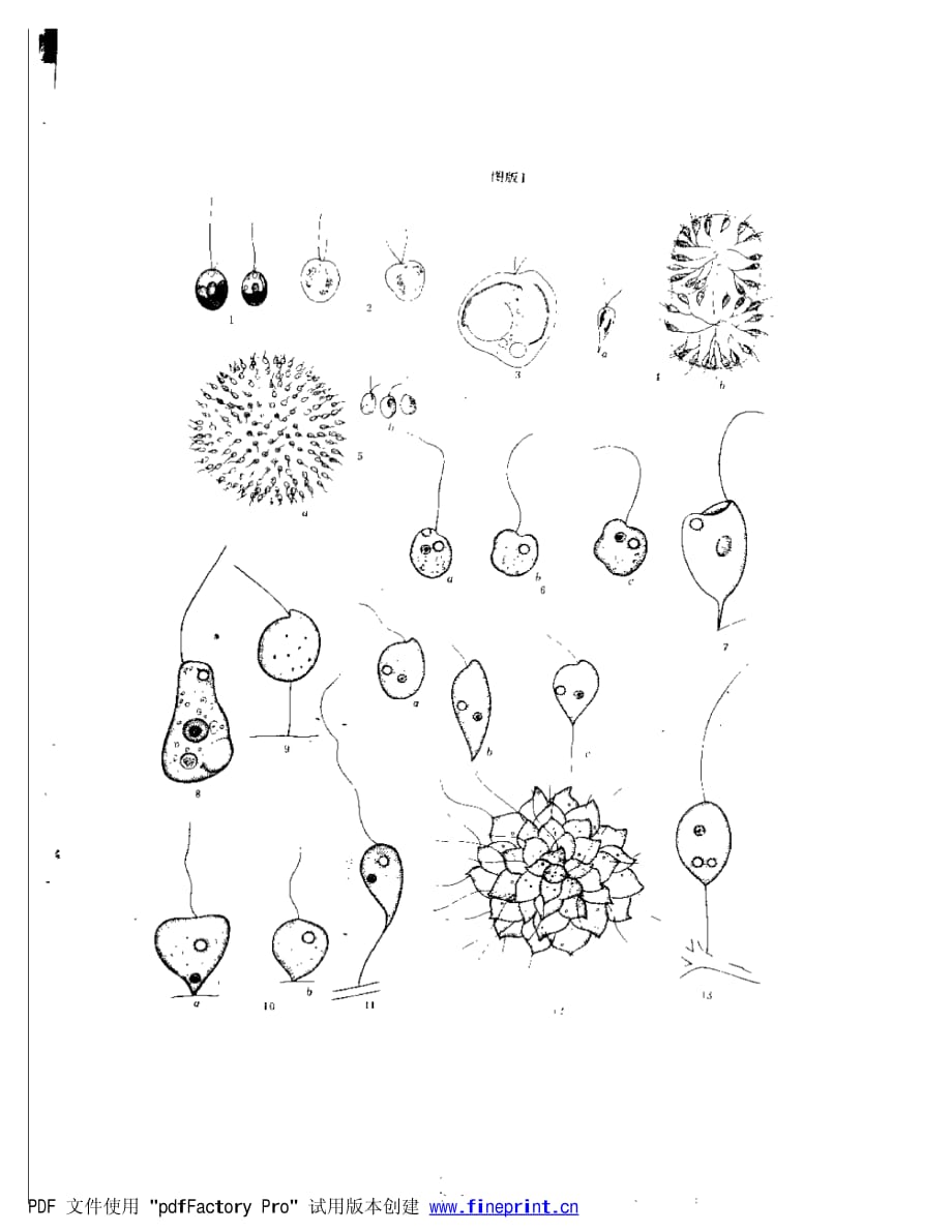 水处理微生物图谱.pdf_第1页
