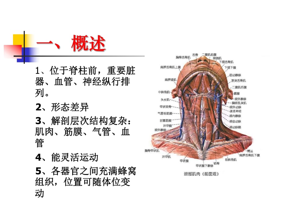 颈部局部解剖 课件.ppt