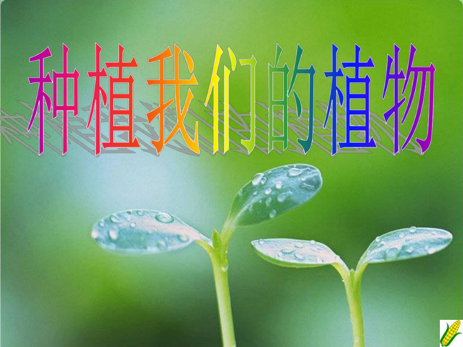 第2課《種植我們的植物》課件.ppt_第1頁