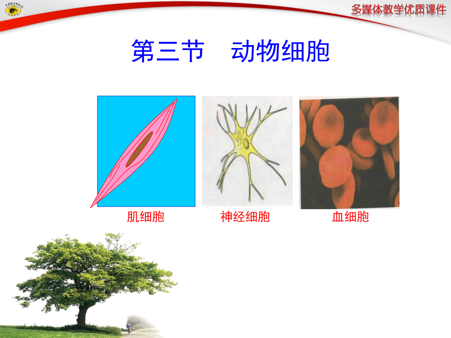 第三節(jié) 動物細胞課件.ppt_第1頁