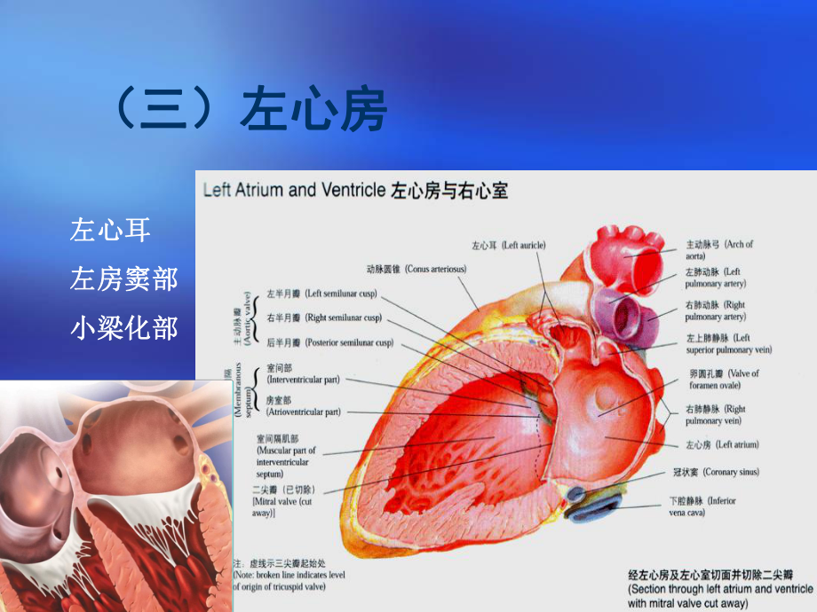 心臟三維解剖分析左心課件.ppt_第1頁