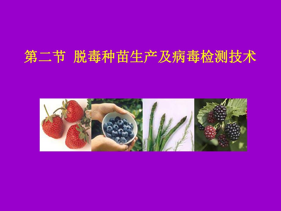 第三章第二節(jié) 脫毒苗培養(yǎng)課件.ppt_第1頁