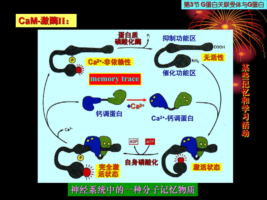 中國海洋大學細胞生物學細胞信號傳遞課件.ppt_第1頁