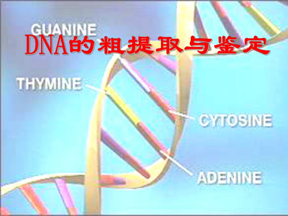 DNA的粗提取與鑒定 實(shí)驗(yàn)報(bào)告課件.ppt_第1頁(yè)