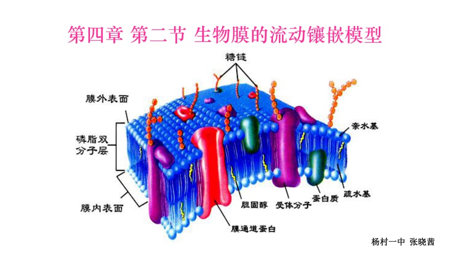 第四章第二節(jié) 生物膜的流動鑲嵌模型課件.ppt_第1頁