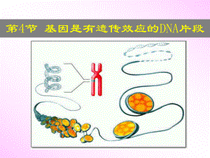 第三章第四節(jié) 基因是具有遺傳效應(yīng)的DNA片段課件.ppt