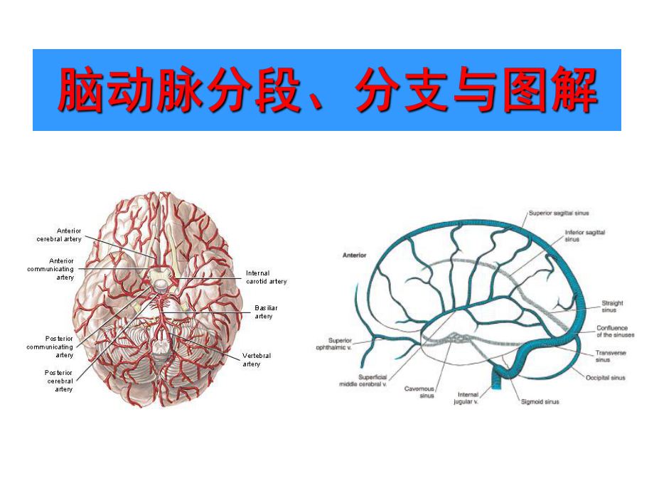 脑动脉分段、分支与图解课件.ppt_第1页